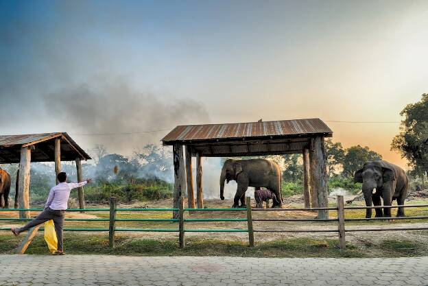 Chitwan - Elephant